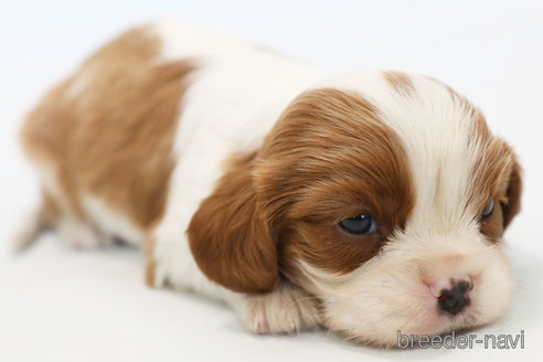 成約済の神奈川県のキャバリアキングチャールズスパニエル-248615の13枚目